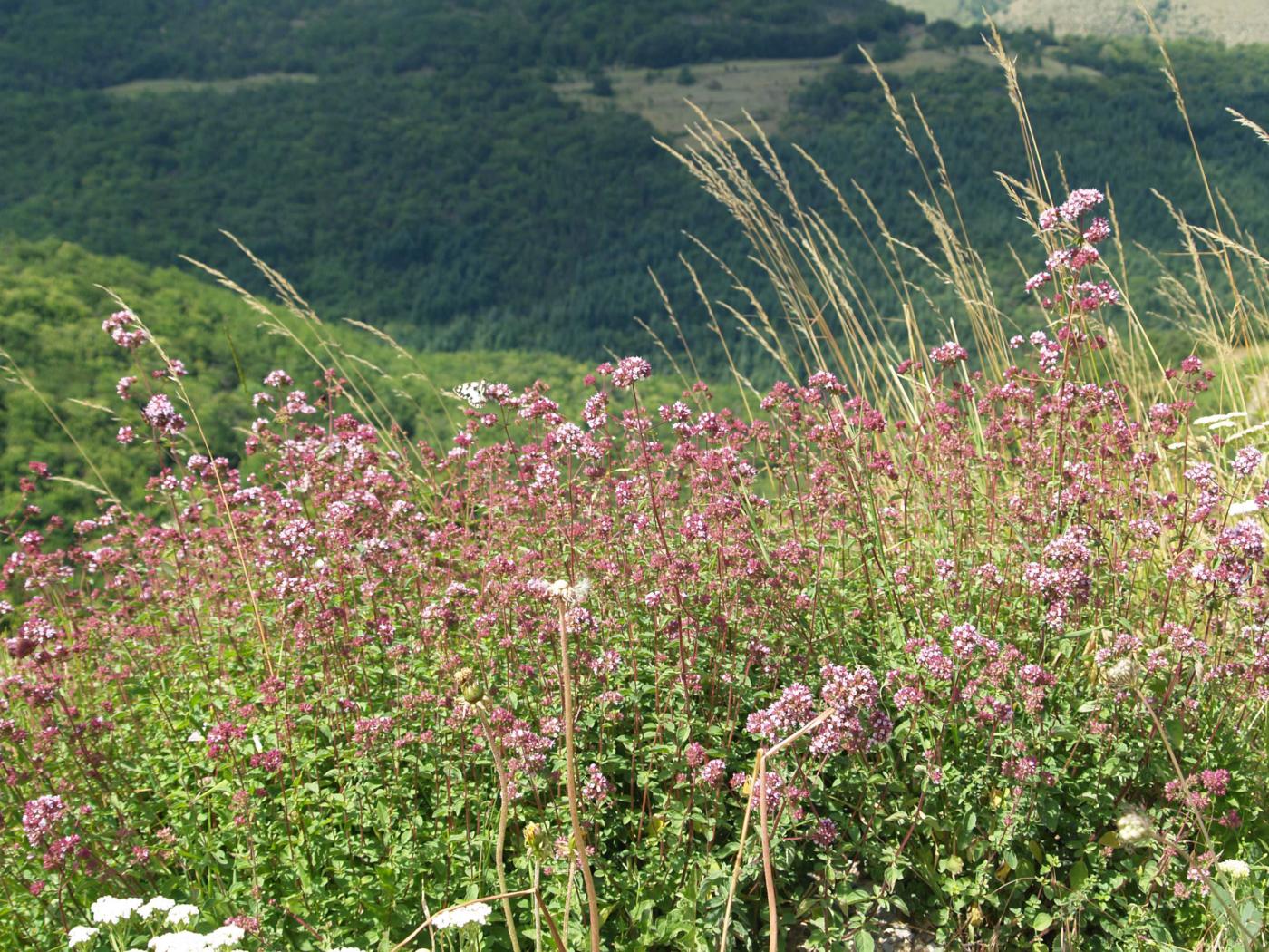 Marjoram plant